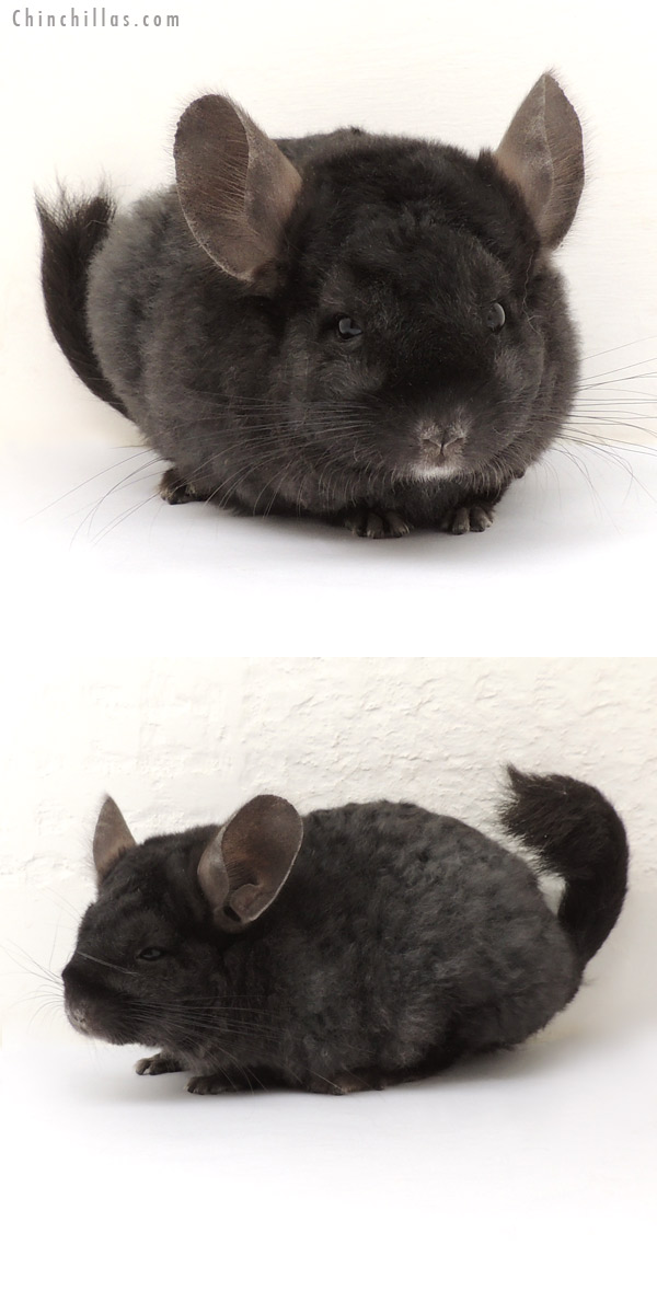 14019 Full Locken Ebony Female Chinchilla