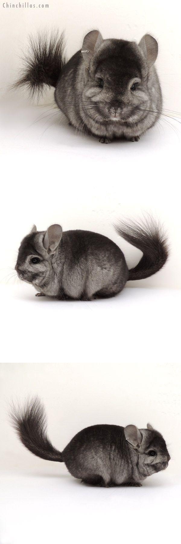 14018 Exceptional Ebony Royal Persian Angora Male Chinchilla