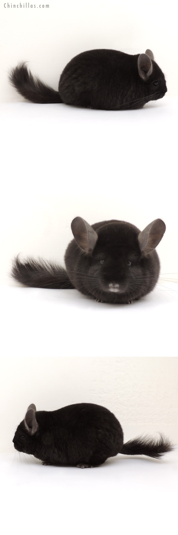 14014 Ebony ( Locken Carrier ) Female Chinchilla