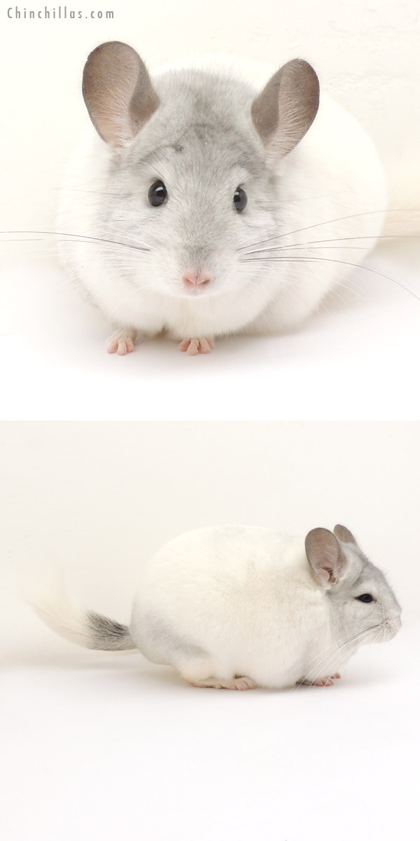 14016 Show Quality White Mosaic Female Chinchilla