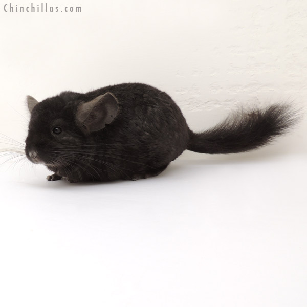 14017 Ebony Quasi Locken Male Chinchilla