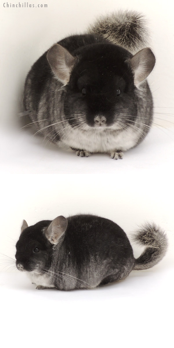 14015 Large Blocky Show Quality Black Velvet Female Chinchilla