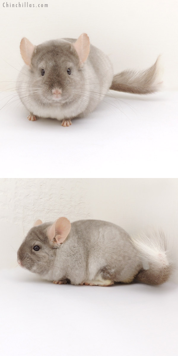 14034 Blocky Premium Production Quality Tan & White Mosaic Female Chinchilla