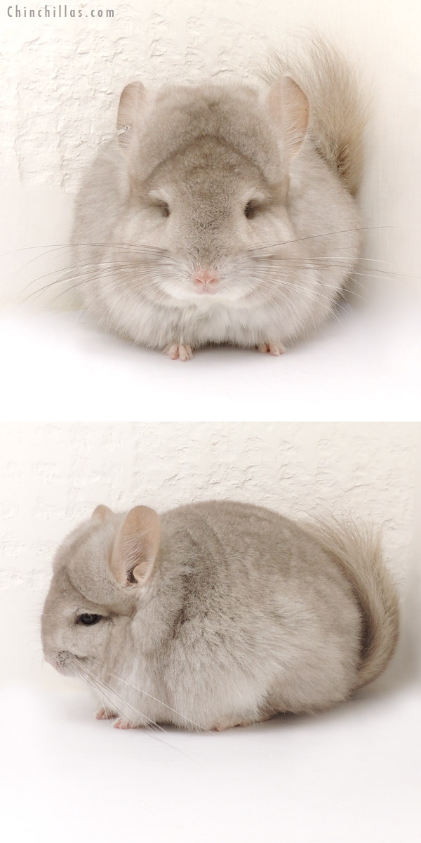 14036 Beige Royal Persian Angora Female Chinchilla