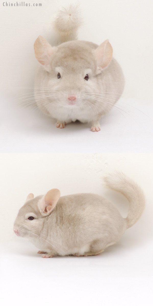 14040 Homo Beige Male Chinchilla