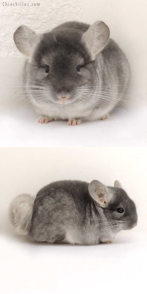 14038 TOV Sapphire Female Chinchilla