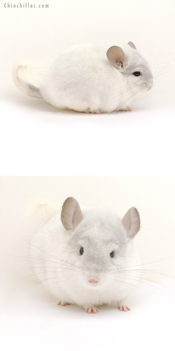 14037 Show Quality Violet & White Mosaic Female Chinchilla