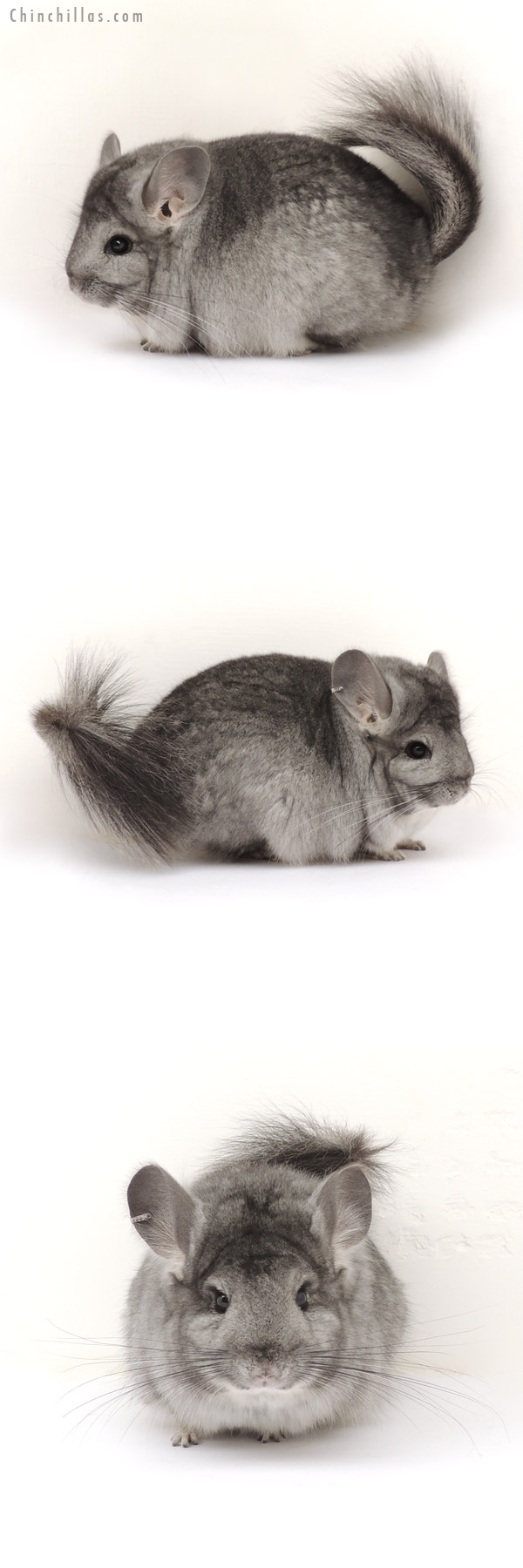 14041 Standard Royal Persian Angora Male Chinchilla
