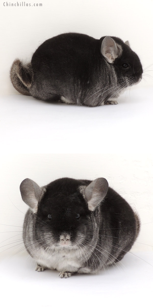 14042 Large Brevi type Premium Production Quality Black Velvet Female Chinchilla