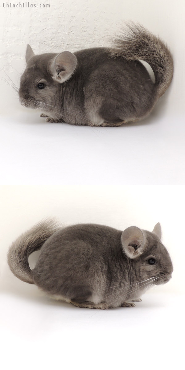 14046 Premium Production Quality Violet ( Ebony Carrier ) Female Chinchilla