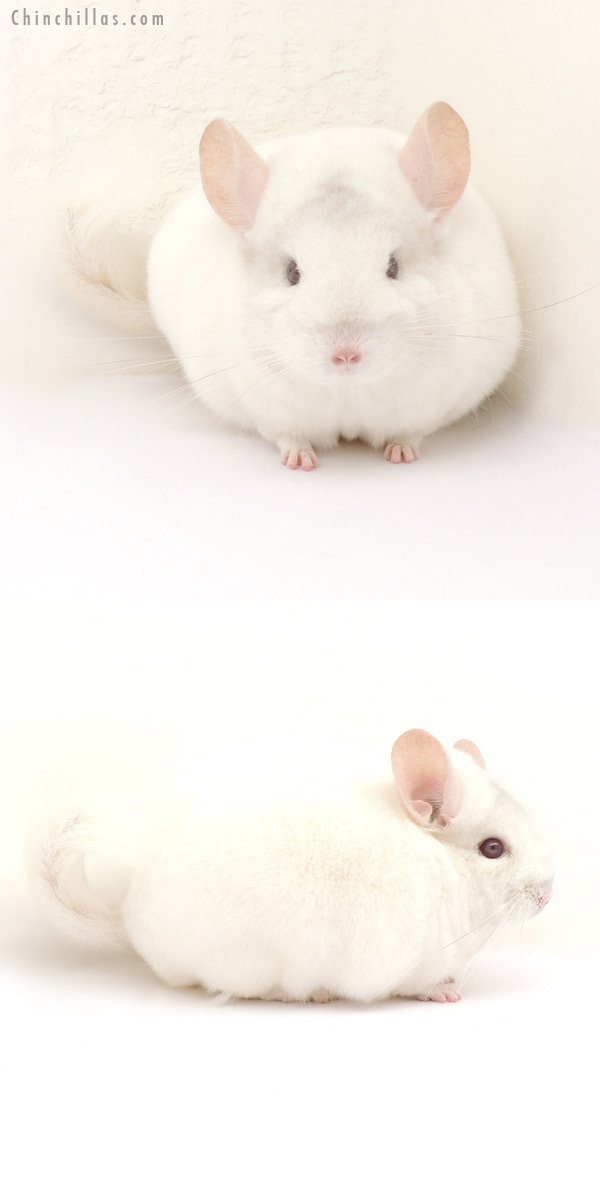 14049 Premium Production Quality Pink White Female Chinchilla