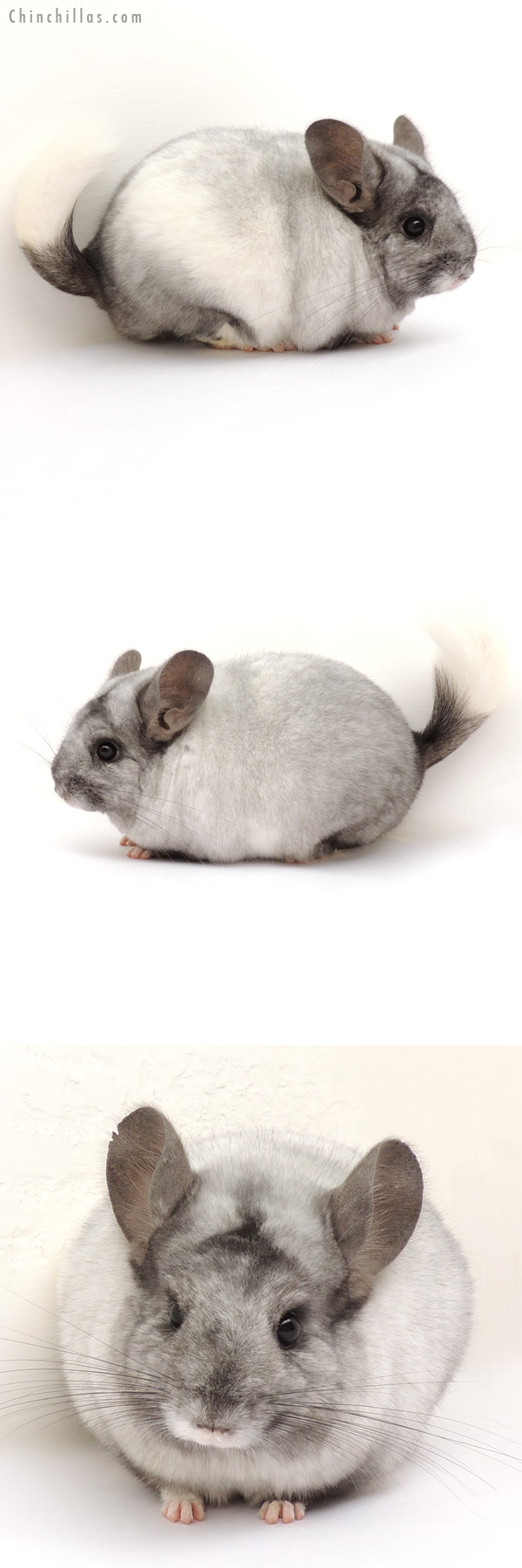 14048 Ebony & White Mosaic ( Locken Carrier ) Female Chinchilla