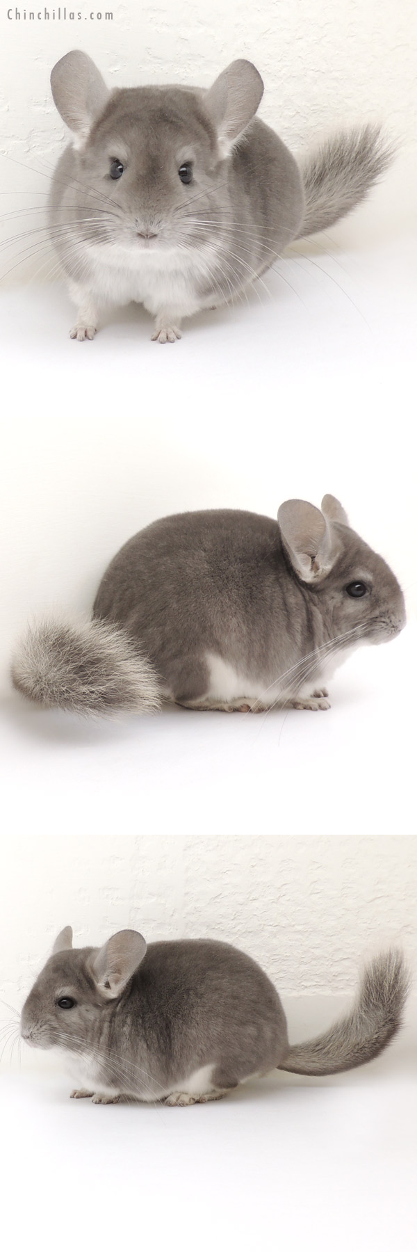 14043 Show Quality Violet Female Chinchilla