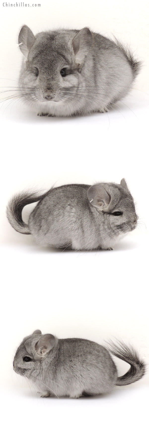 14056 Standard  Royal Persian Angora Female Chinchilla