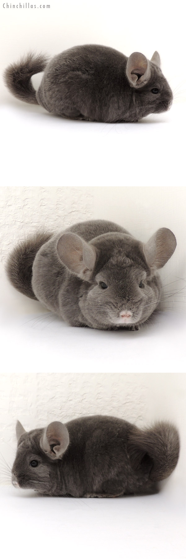 14050 Show Quality Wrap Around Violet Female Chinchilla