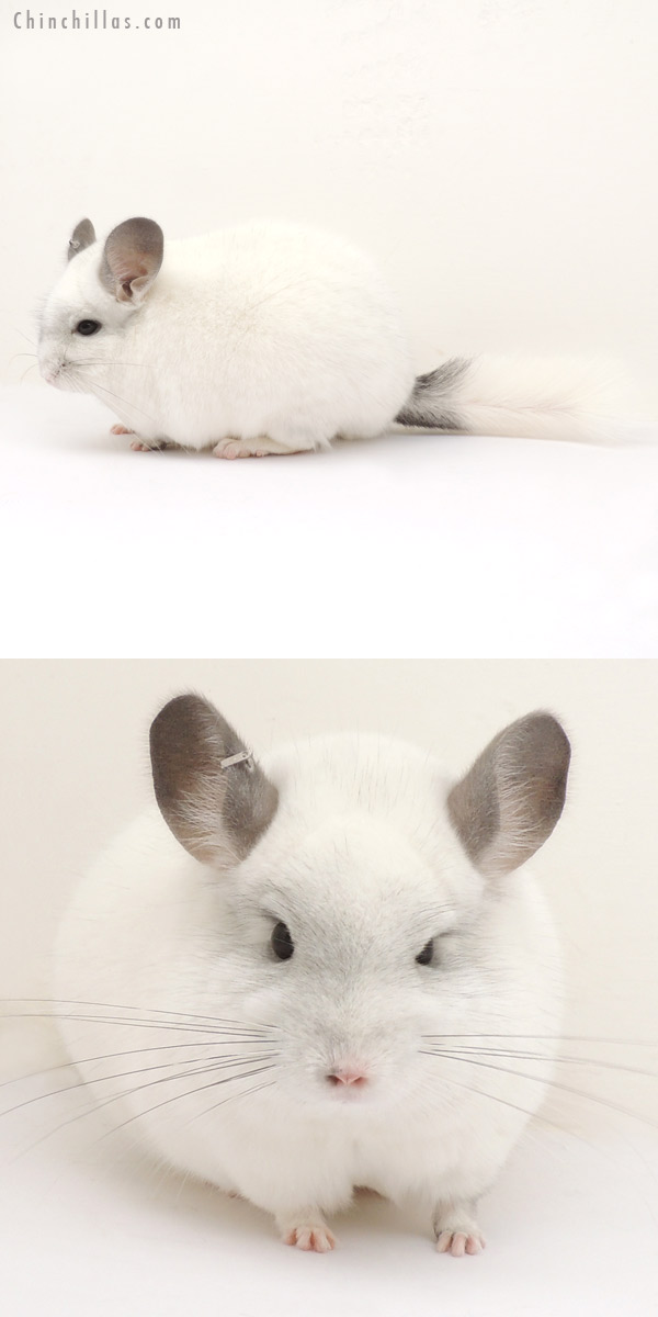 14051 Large Premium Production Quality Predominantly White Female Chinchilla