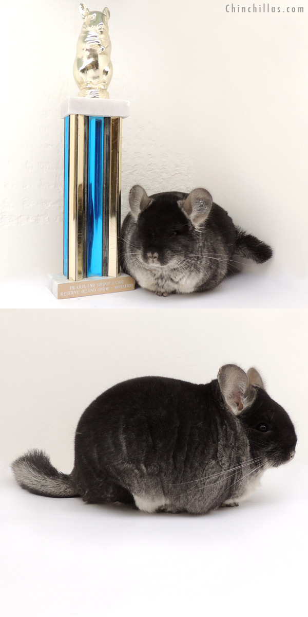 14057 Extra Large Reserve Grand Show Champion Black Velvet Male Chinchilla