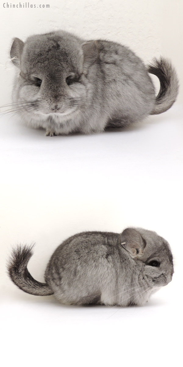 14072 Exceptional Standard  Royal Persian Angora Female Chinchilla