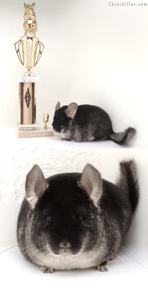 14058 Large Grand Show Champion Black Velvet Female Chinchilla