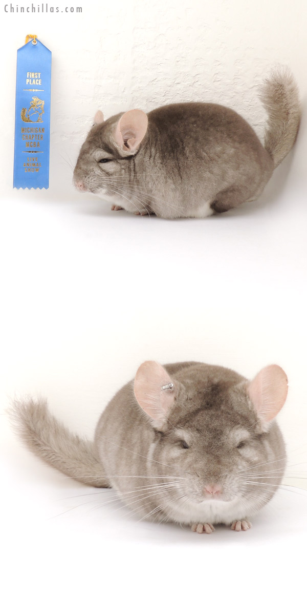 14060 Large 1st Place Beige Male Chinchilla