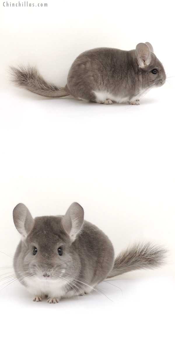 14062 Blocky Show Quality Violet Male Chinchilla