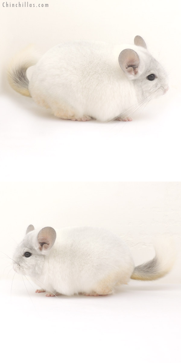 14063 Show Quality Violet & White Mosaic Male Chinchilla