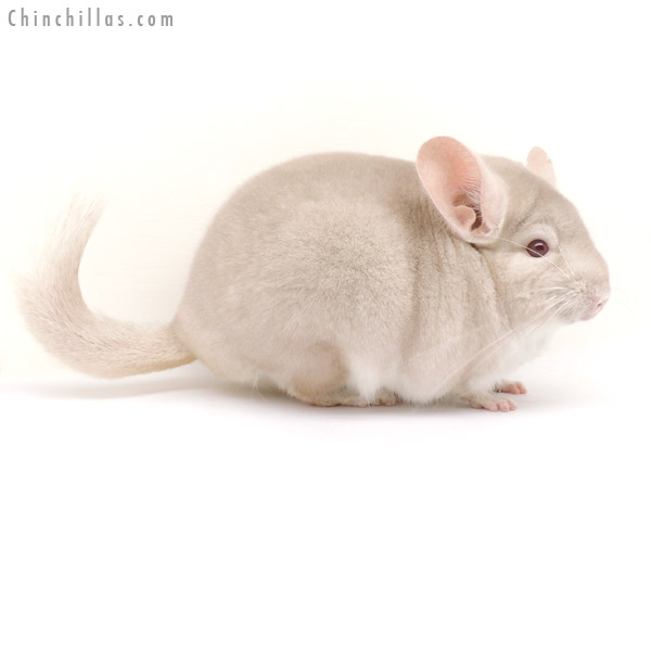 14064 Show Quality Homo Beige Male Chinchilla