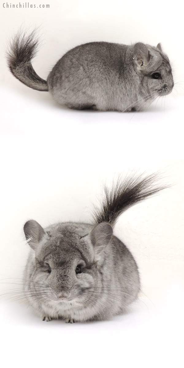 14065 Standard  Royal Persian Angora Female Chinchilla