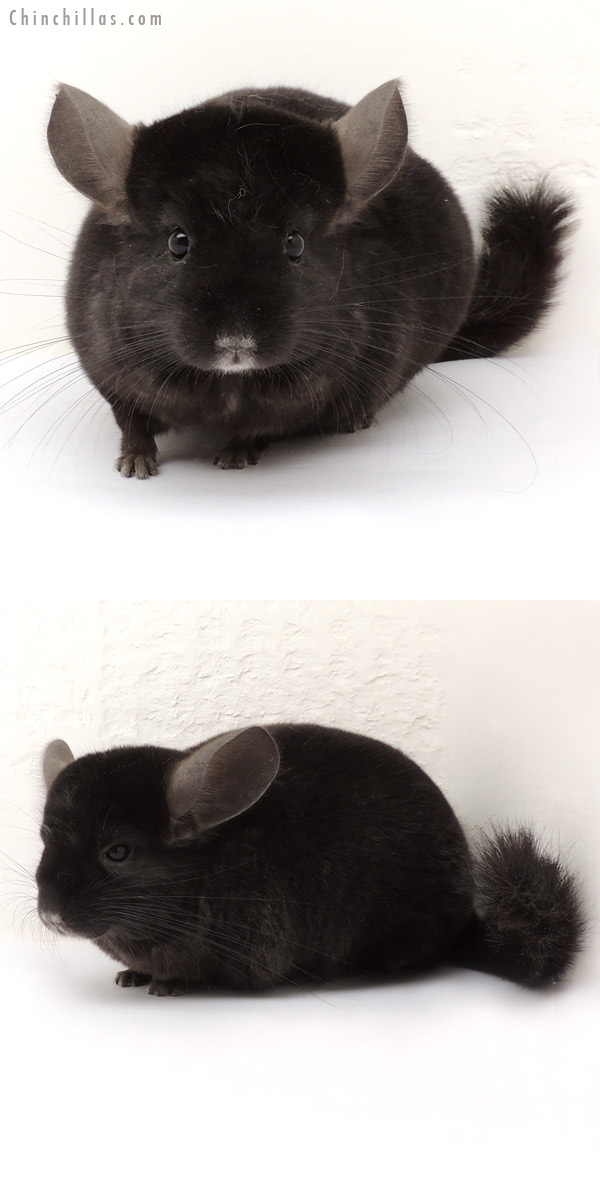 14067 Ebony ( Locken Carrier ) Female Chinchilla