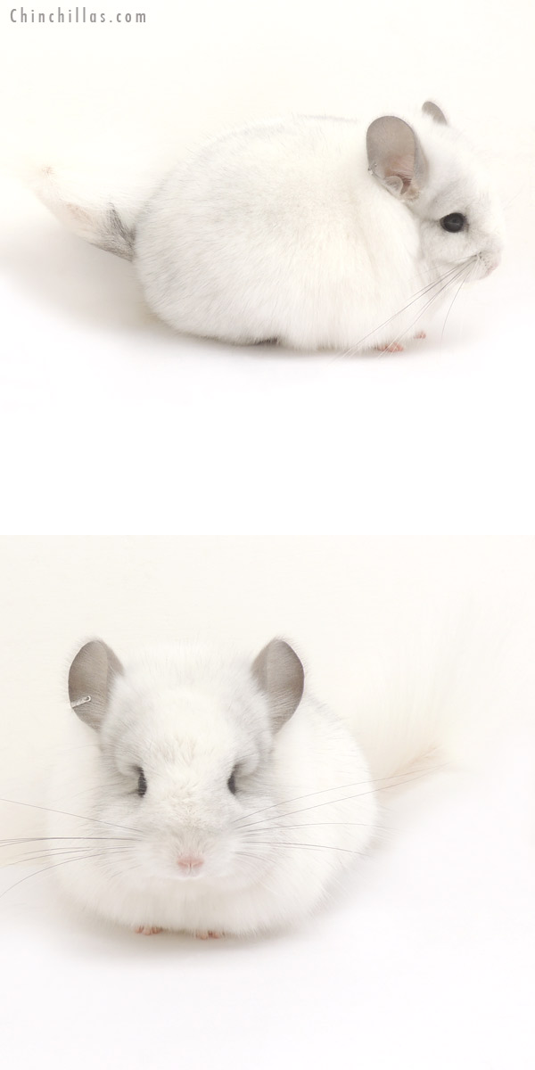 Chinchilla or related item offered for sale or export on Chinchillas.com - 14069 White Mosaic  Royal Persian Angora Female Chinchilla