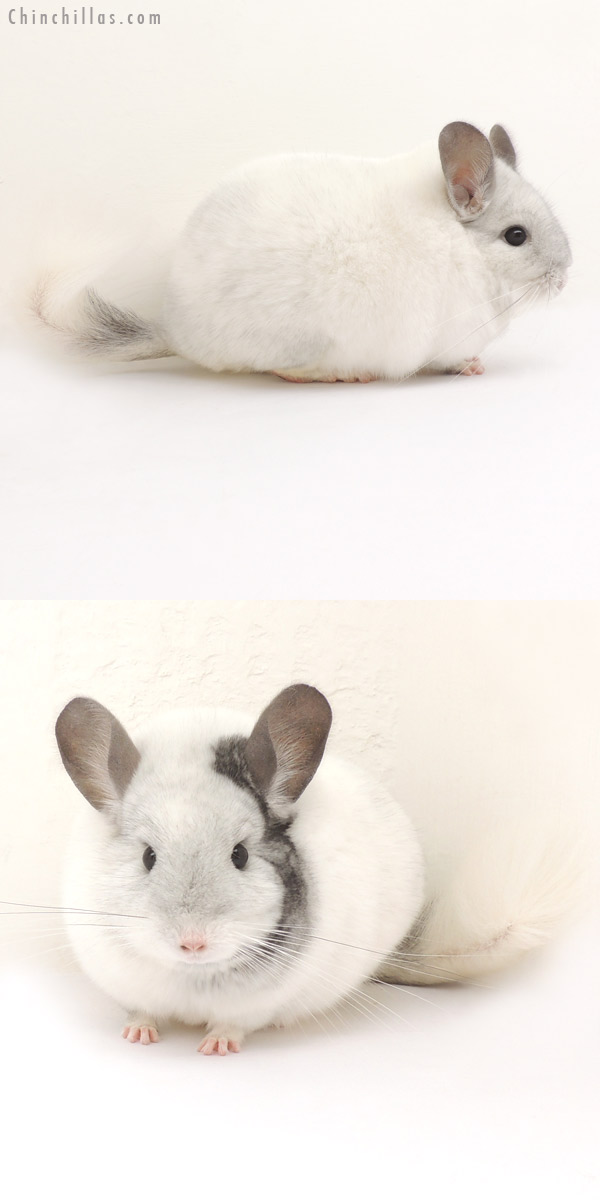 14070 Large Show Quality Extreme Mosaic Female Chinchilla