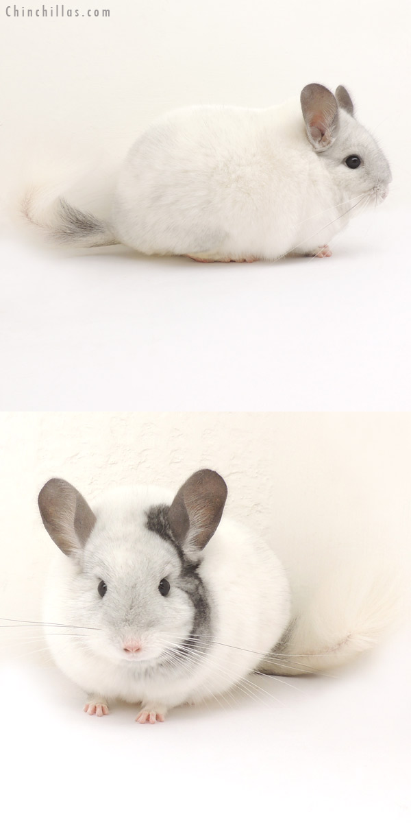 14070 Large Show Quality Extreme Mosaic Female Chinchilla