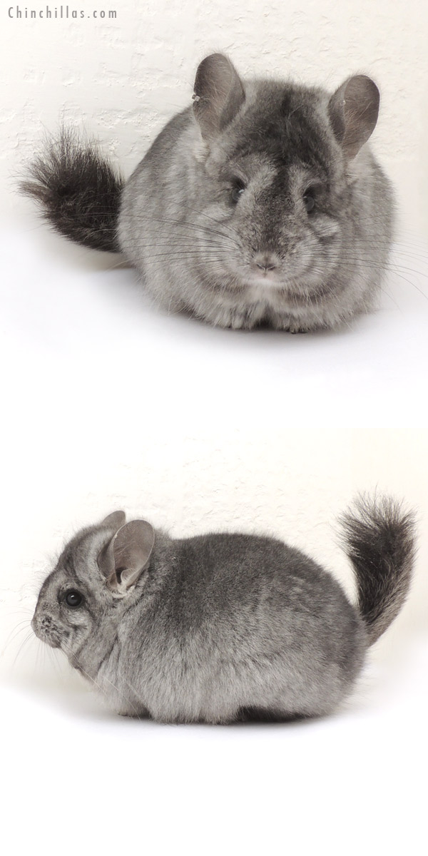 14071 Standard ( Ebony Carrier )  Royal Persian Angora Female Chinchilla