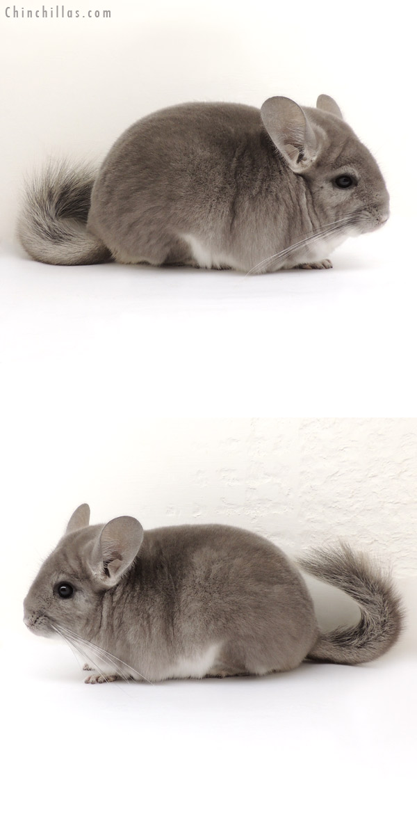 14075 Premium Production Quality Violet Female Chinchilla