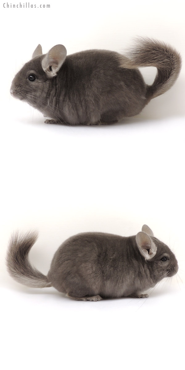 14076 Premium Production Quality Wrap Around Violet Female Chinchilla