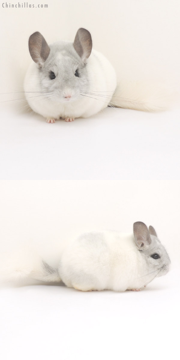 14078 Blocky Premium Production Quality White Mosaic Female Chinchilla