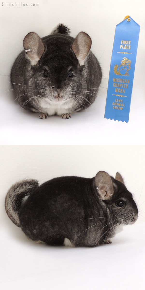 14080 Large 1st Place Standard Male Chinchilla