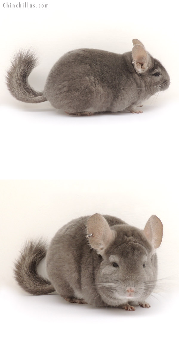 14086 Large 1st Place Violet ( Ebony Carrier ) Male Chinchilla
