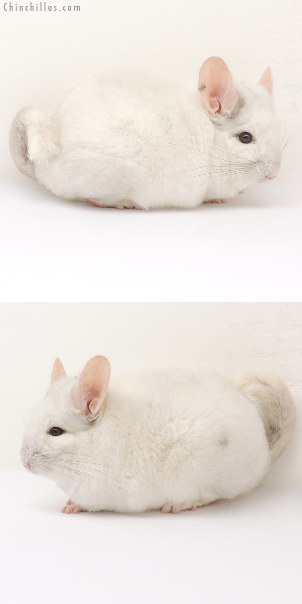 14088 Large 1st Place Pink White Male Chinchilla