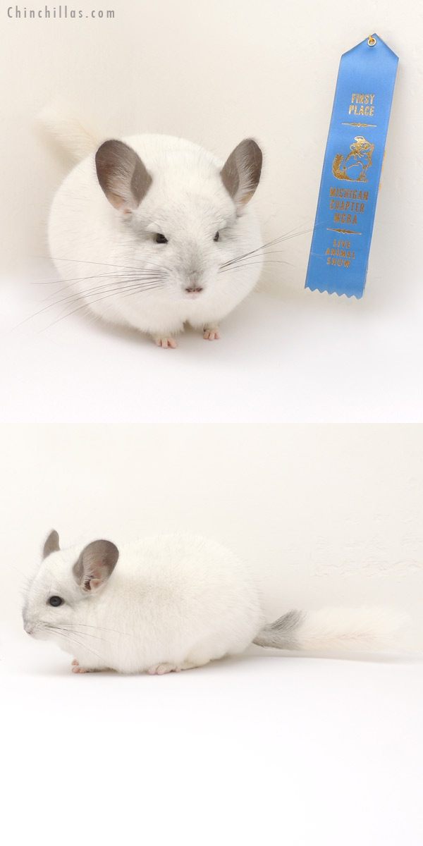 14090 Phase Champion Predominantly White Male Chinchilla