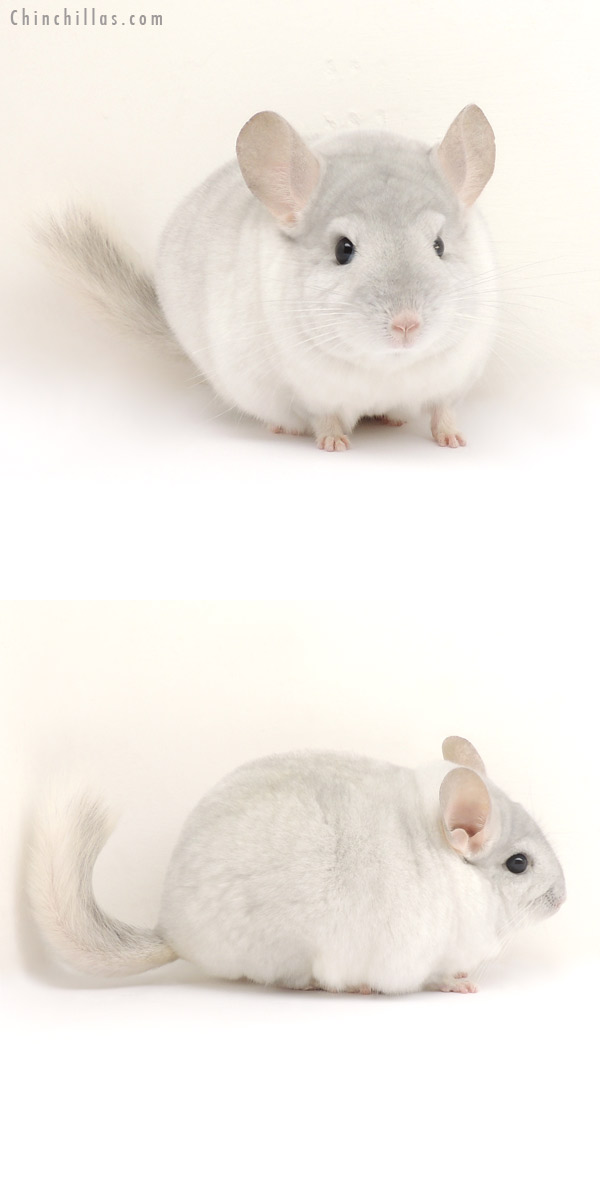 14092 Blocky Show Quality Sapphire & White Mosaic Male Chinchilla