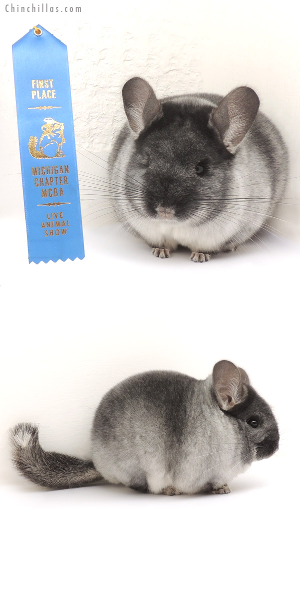 14094 1st Place Unique Ebony & White Mosaic Male Chinchilla