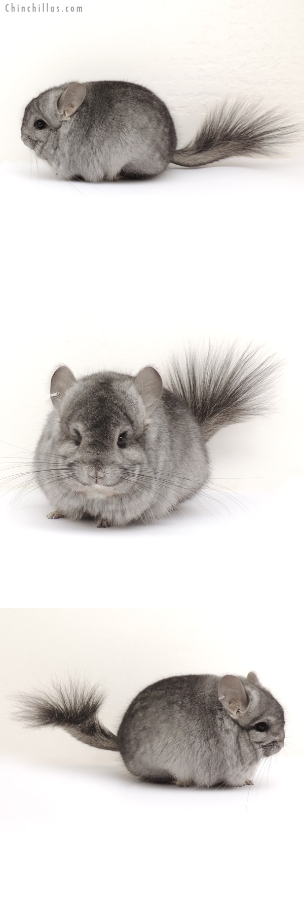 14089 Exceptional Standard ( Ebony Carrier )  Royal Persian Angora Male Chinchilla