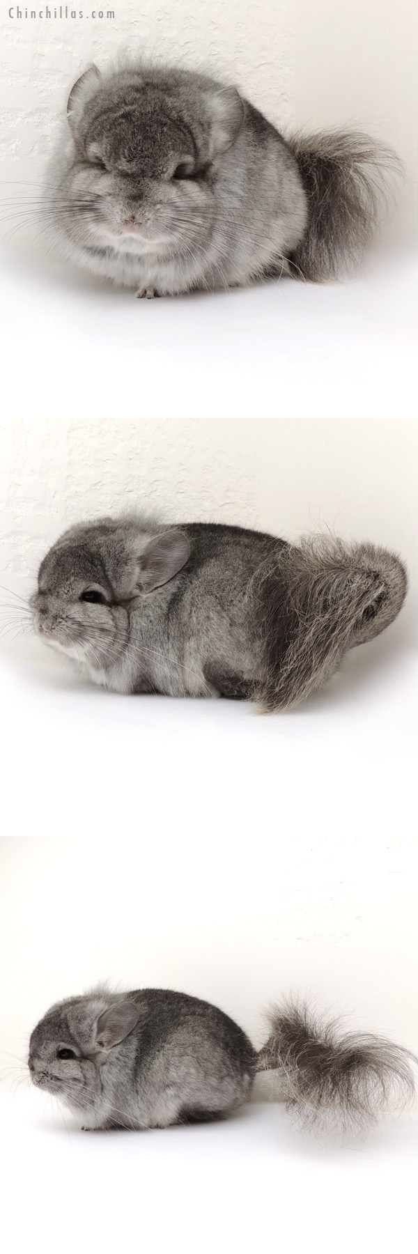 14079 Exceptional Standard  Royal Persian Angora Male Chinchilla