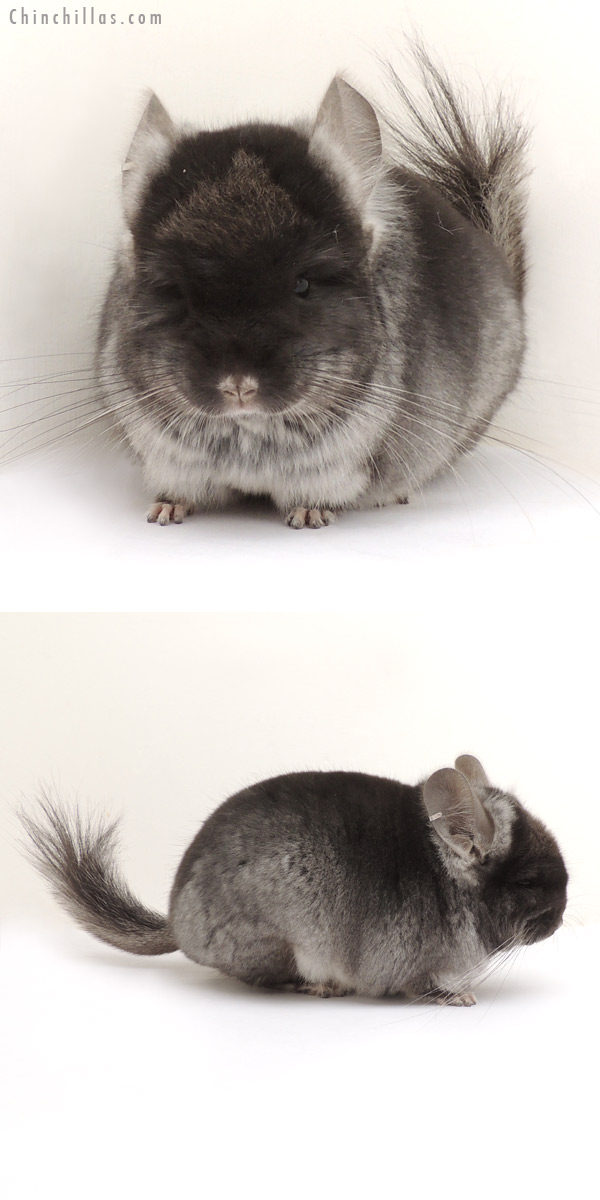 14081 Black Velvet  Royal Persian Angora Male Chinchilla