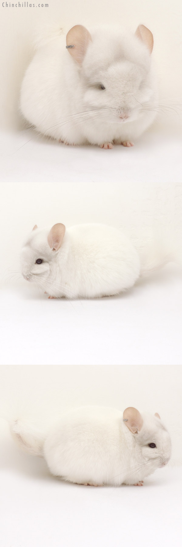 Chinchilla or related item offered for sale or export on Chinchillas.com - 14084 Exceptional Pink White  Royal Persian Angora Male Chinchilla