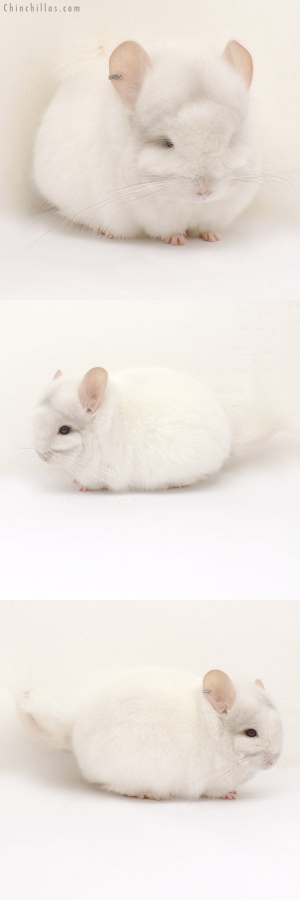 14084 Exceptional Pink White  Royal Persian Angora Male Chinchilla