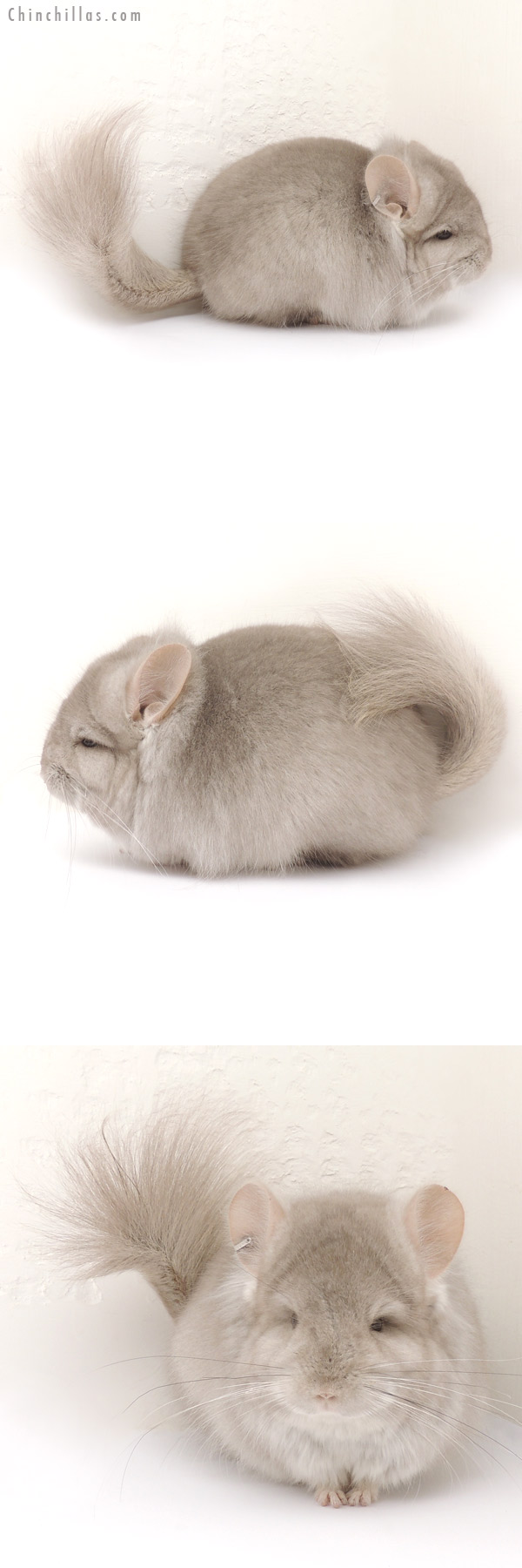 Chinchilla or related item offered for sale or export on Chinchillas.com - 14085 Exceptional Beige  Royal Persian Angora Male Chinchilla