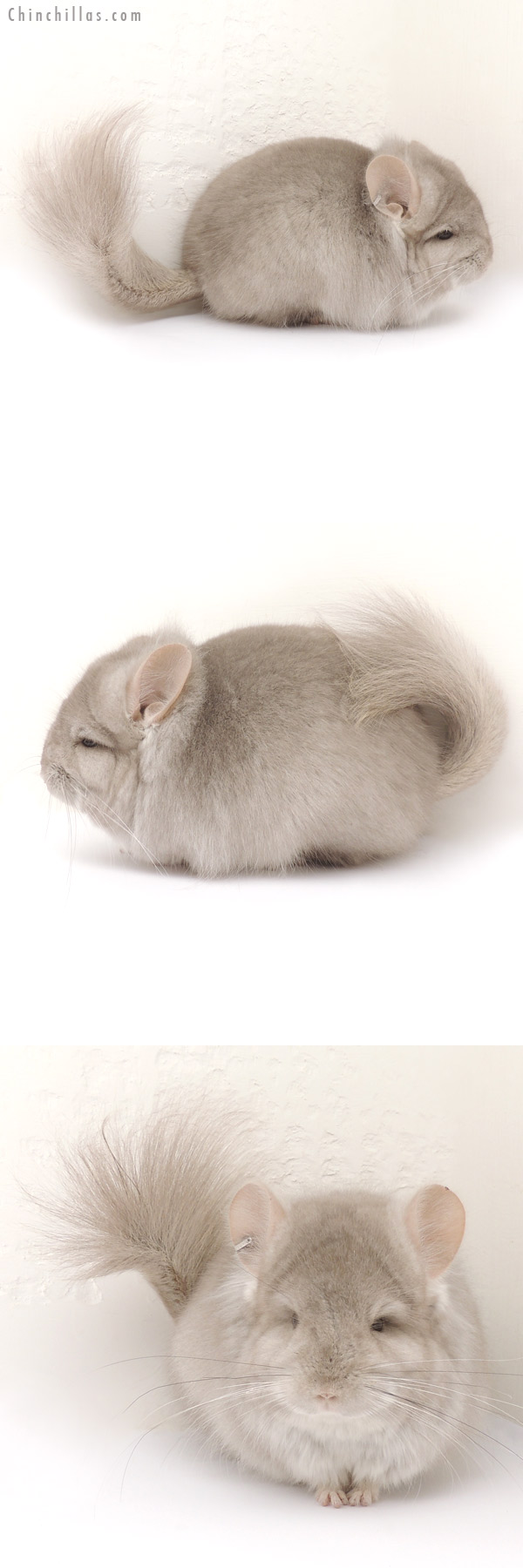 14085 Exceptional Beige  Royal Persian Angora Male Chinchilla