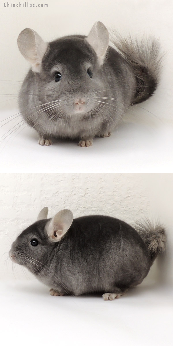 14106 Show Quality Wrap Around Sapphire Male Chinchilla